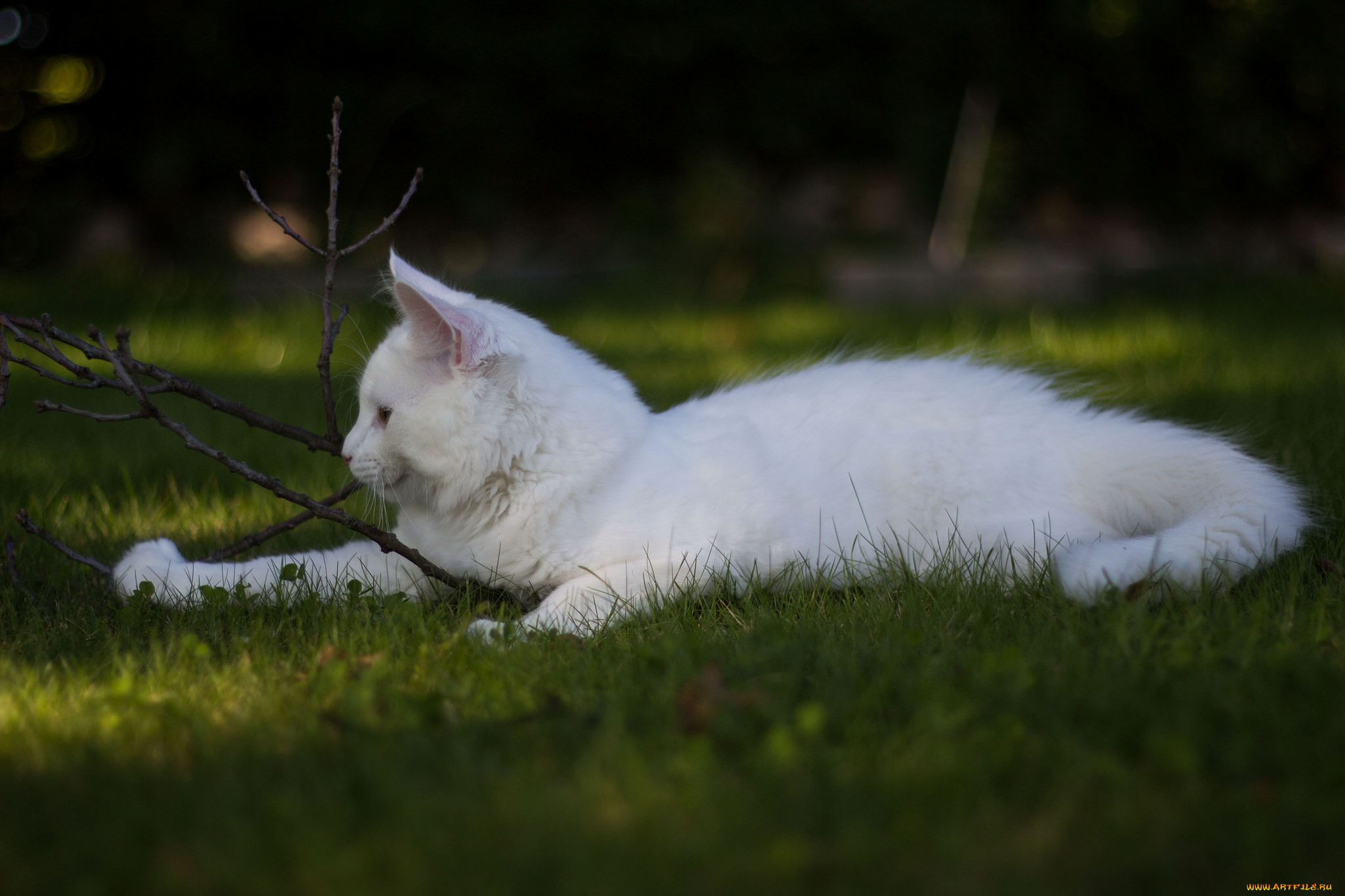 Фото белой кошки. Белый кот. Белая кошечка. Белая кошка в лесу. Белый котик.